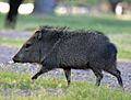 Running Javelina