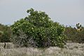 Sambucus cerulea 8154