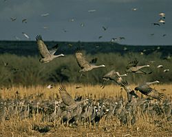 Sandhill Crane Lake Andes