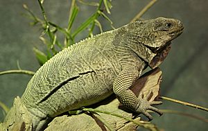 Stout Iguana