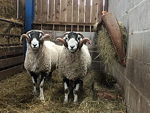 Swaledale Tups