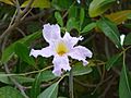 Tabebuia rosea 0001