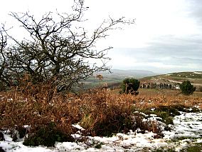 UplandQuantocks.jpg