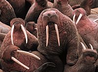 Walrus2