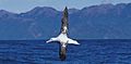 Wandering Albatross (van Poppel)