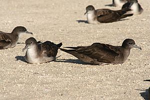 Wedge-tail morphs