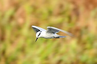 Whiskered tern flying