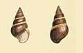 Zoological Illustrations Achatinella acuta.jpg