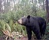 Ursus americanus floridanus