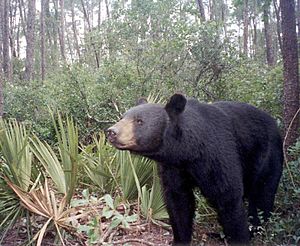 A Florida Black Bear