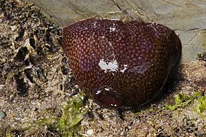 Actinia fragacea (Strawberry Anemone)