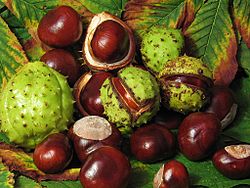 Aesculus hippocastanum fruit