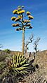 Agave shawii goldmaniana 32446159