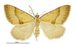 Anachloris subochraria female LRNZ.jpg