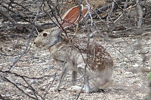 Antelope jackrabbit 2.JPG