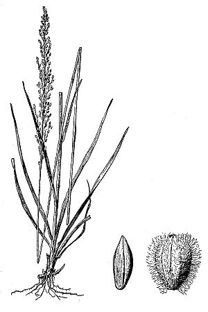 Anthenantia villosa.jpg