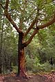 Arbutus menziesii Big Basin 1