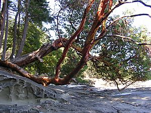 Arbutus sandstone