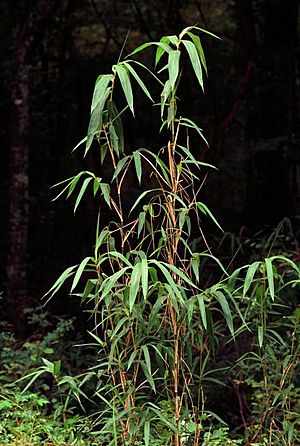 Arundinaria gigantea.jpg