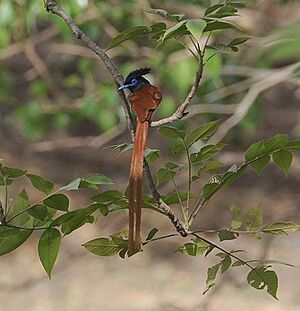 Asian Paradise Flycatcher