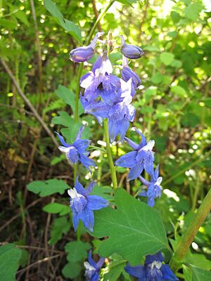 Baker's Larkspur (5933879987)