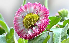 Bellis perennis aka