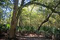 Big Thicket National Preserve, Lance Rosier Unit, Hardin Co. Texas, USA, 23 October 2019