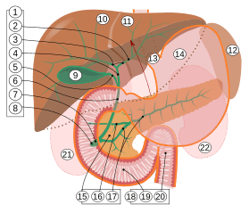 Biliary system multilingual