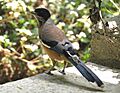 Black-headed jay DSCN0166 1