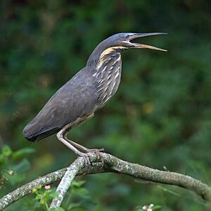 Black Bittern- Warriewood Wetlands.jpg