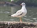 Black Headed Gull Navi Mumbai