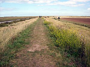 Blakeney National Nature Reserve, Norfolk, England-14Sept2011