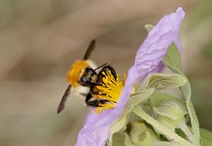 Bombus muscorum purple