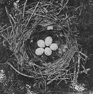 Bombycilla garrulus egg