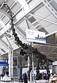 Brachiosaurus altithorax