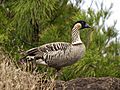 Branta sandvicensis LC399.jpg