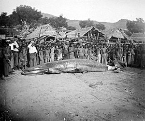 COLLECTIE TROPENMUSEUM Bewoners van kampong Lamakera bekijken een gevangen walvis Noordoost-Solor TMnr 10006615