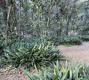 Camellia forest