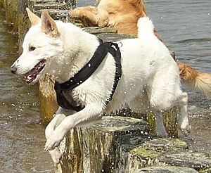 Canaan Dog de