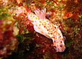 Ceratosoma amoena 1