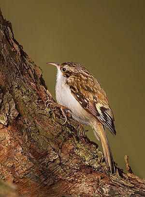 Certhia familiaris 1 (Martin Mecnarowski)