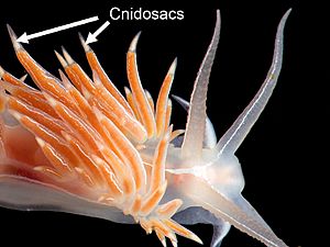 Cnidosacs