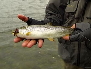 Coastal cutthroat trout Puget Sound