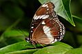 Common Eggfly02 - melbourne zoo