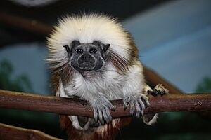 Cottontop Tamarin 13