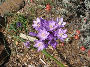 Dichelostemma capitatum capitatum 2