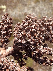 Dracophyllum traversii fruit close up