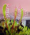 Drosera anglica Kauai