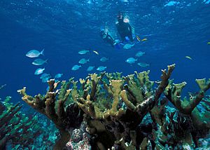 Elkhorn Coral Biscayne NP1