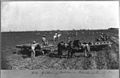 Gathering potatoes in Fort Bend County, Tx LCCN2012646375